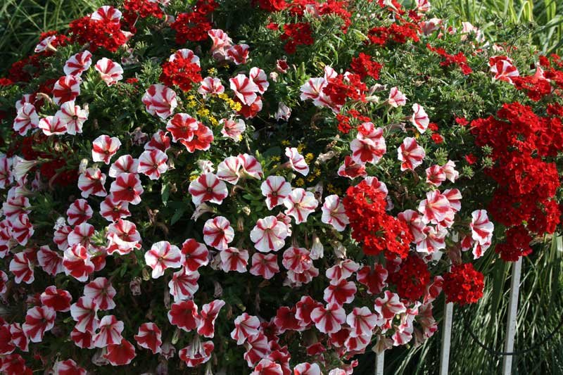 Blumen 3