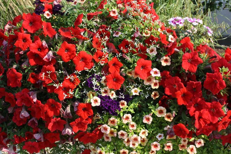 Blumen 4