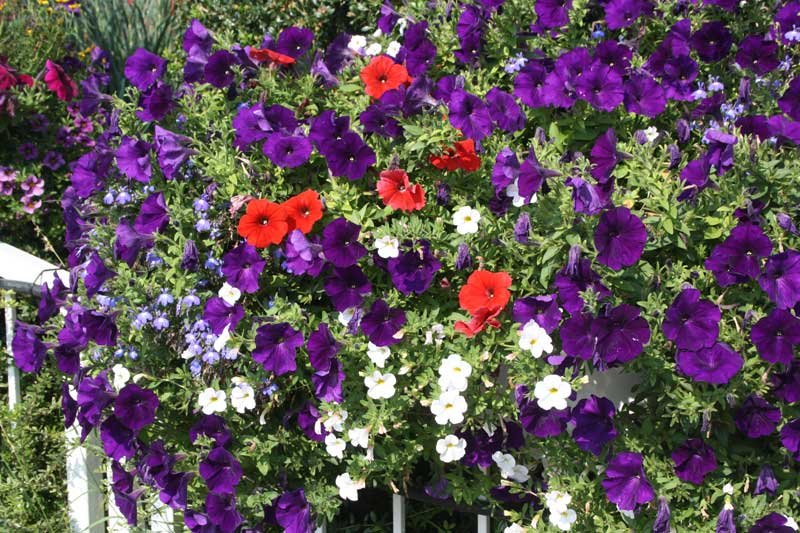 Blumen 8