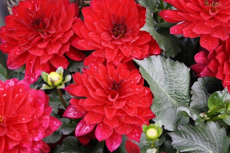 Blumen 9