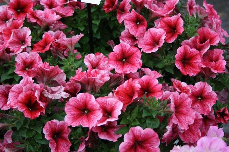 Blumen