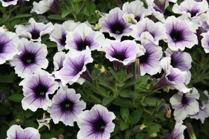 frische_blumen_kassel_03.jpg