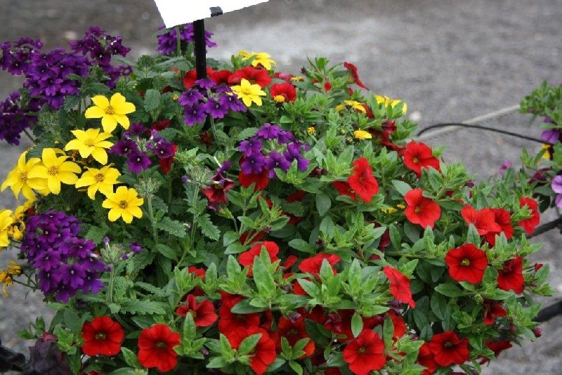 frische_blumen_kassel_04.jpg