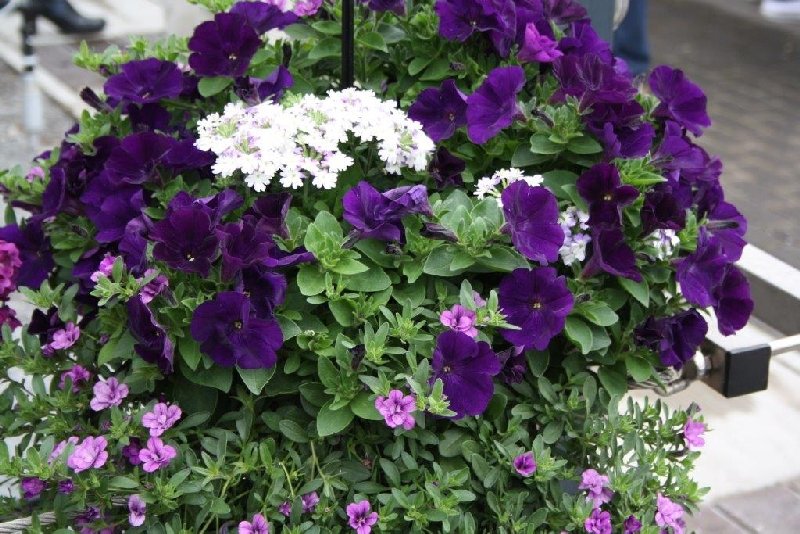 frische_blumen_kassel_05.jpg
