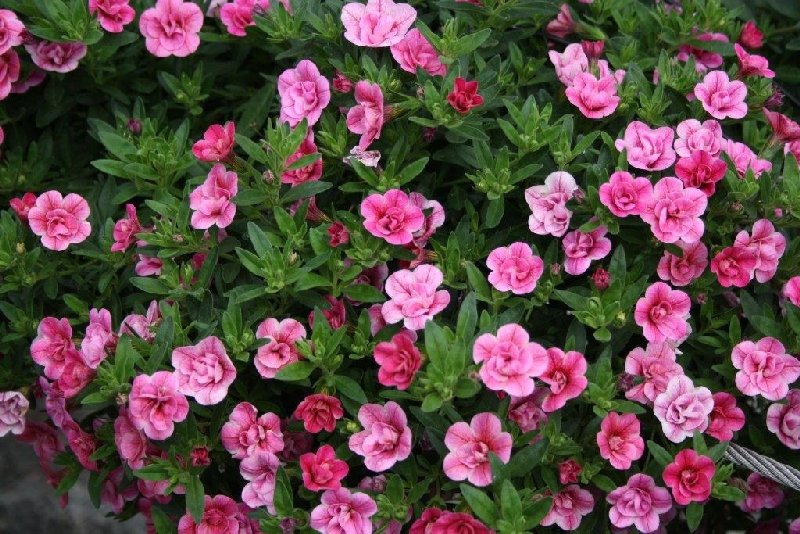 frische_blumen_kassel_06.jpg