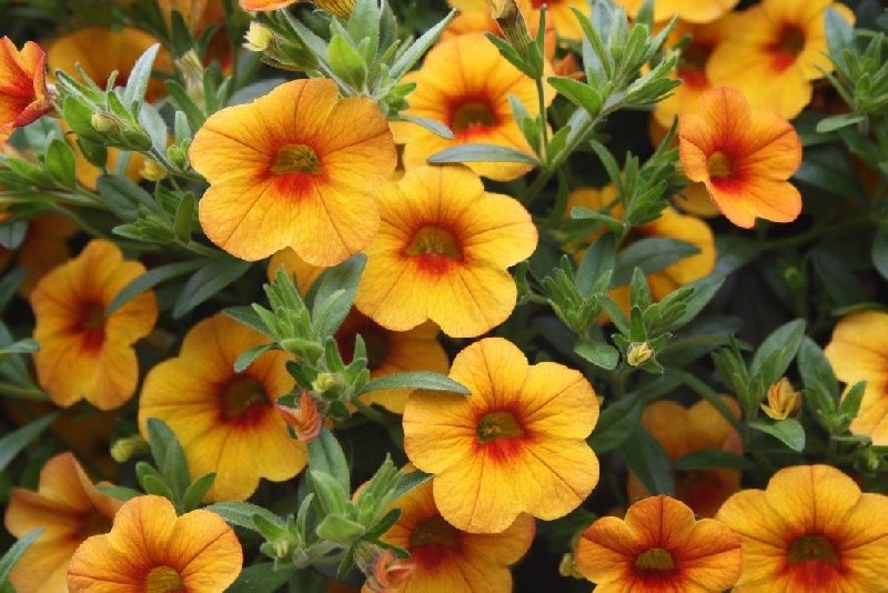 frische_blumen_kassel_07.jpg