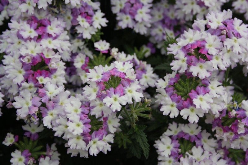 frische_blumen_kassel_09.jpg