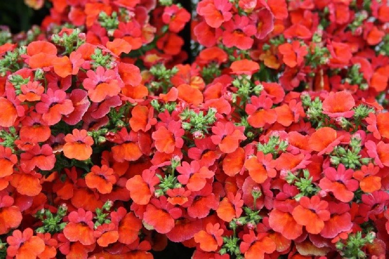 frische_blumen_kassel_10.jpg