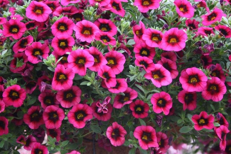 frische_blumen_kassel_12.jpg