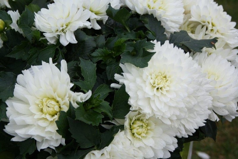 frische_blumen_kassel_13.jpg