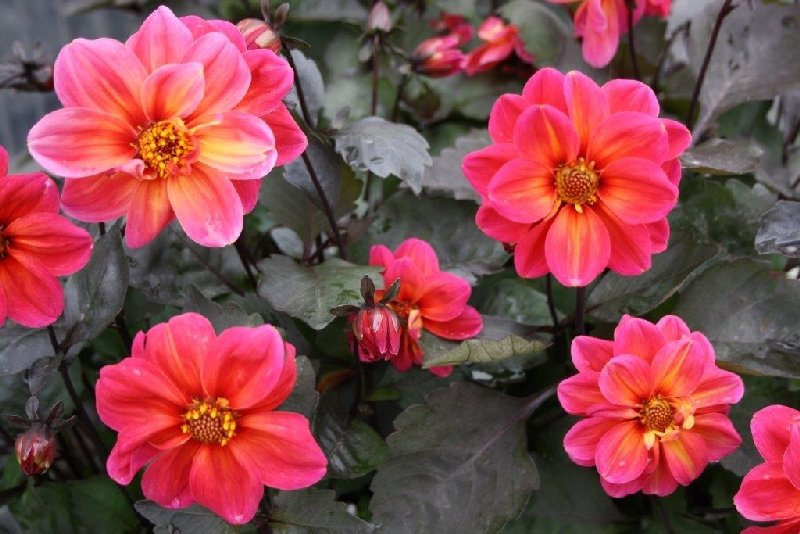 frische_blumen_kassel_14.jpg