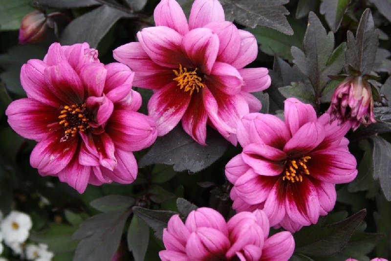 frische_blumen_kassel_15.jpg