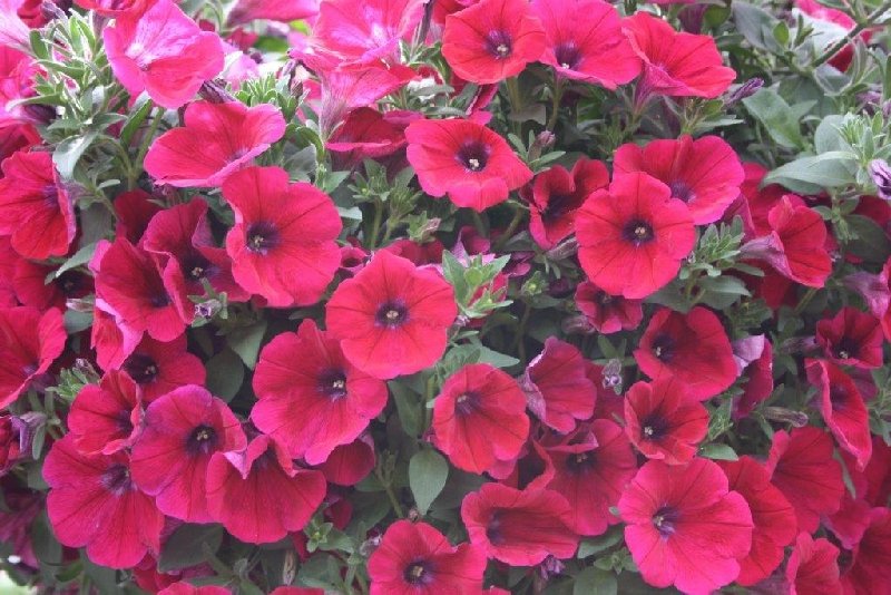 frische_blumen_kassel_16.jpg