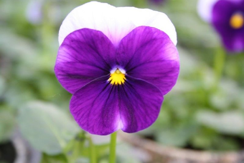 frische_blumen_kassel_17.jpg
