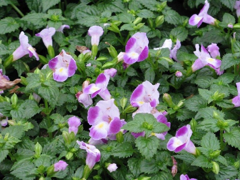 frische_blumen_kassel_18.jpg