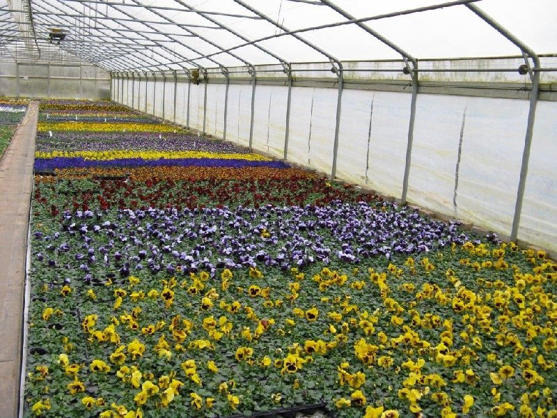 frische_blumen_kassel_19.jpg