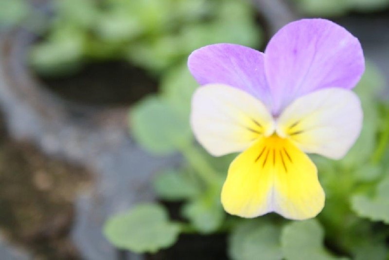 frische_blumen_kassel_20.jpg