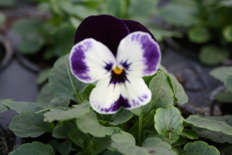 frische_blumen_kassel_21.jpg