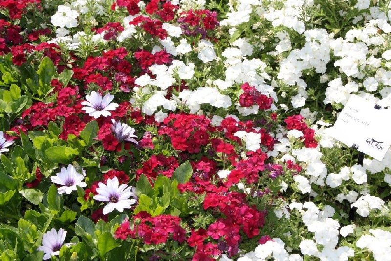 frische_blumen_kassel_22.jpg