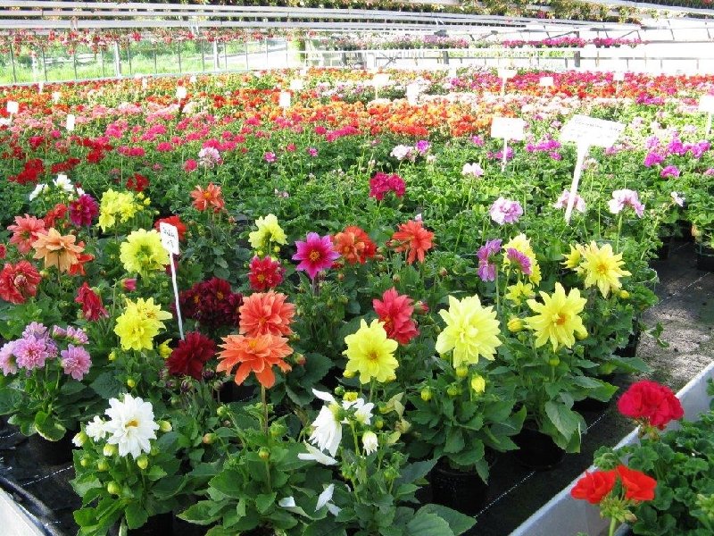 frische_blumen_kassel_23.jpg