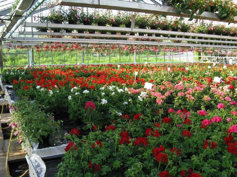 frische_blumen_kassel_24.jpg