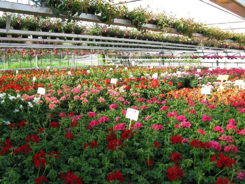 frische_blumen_kassel_25.jpg