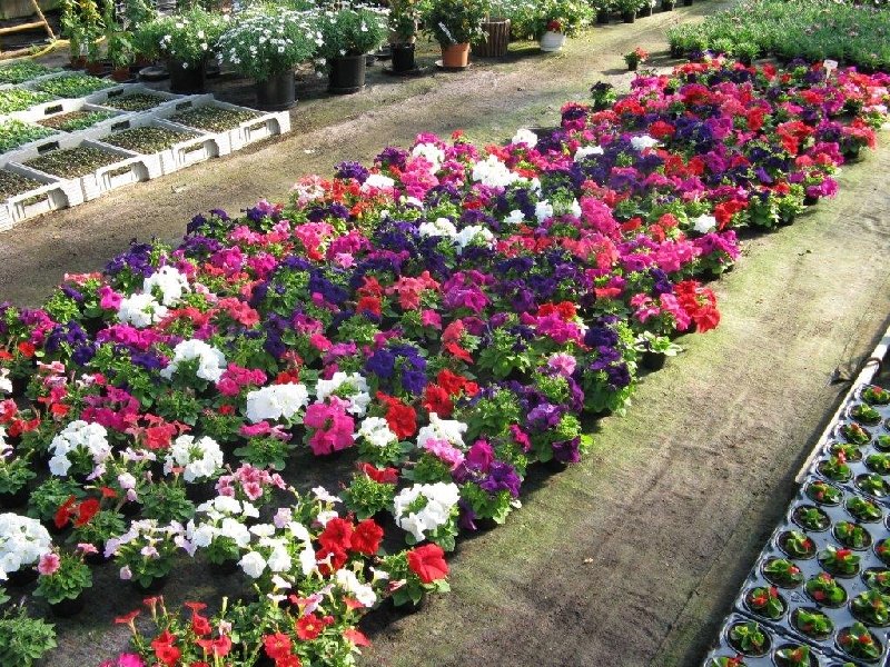 frische_blumen_kassel_26.jpg